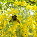 Common eastern carpenter bee