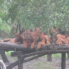 Bengal Tiger