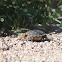 Desert Tortoise