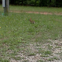 Eastern Cottontail
