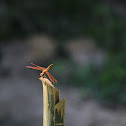 uncertain dragonfly