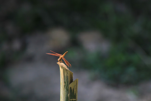 Spotting Image 1