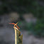 uncertain dragonfly