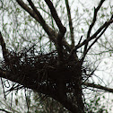 Black-backed least bittern nest