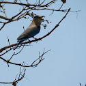 Indian Roller