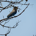 Indian Roller