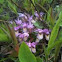 Fairy Slipper