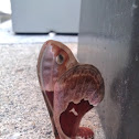Promethea Moth