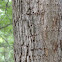Yellow-bellied Sapsucker holes