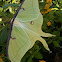 Luna Moth