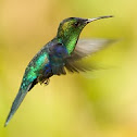 Hummingbird