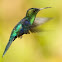 Hummingbird