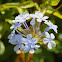 Blue/Cape Plumbago