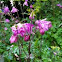 Aquilegia