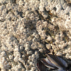 Barnacles