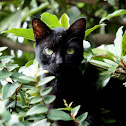 Domestic Cat