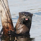 Northern River Otter