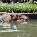hippopotamus