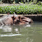 hippopotamus