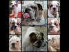 Cachorros Bulldog Ingles