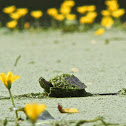 Red-eared Slider