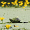 Red-eared Slider