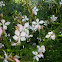 Gaura