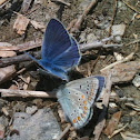 Common Blue