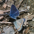 Common Blue
