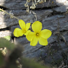 Yellow Flax, Golden girl