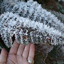 Pakauroharoha