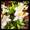 Western Azalea