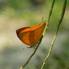 Yamfly