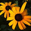 Black Eyed Susan