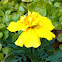French Marigold