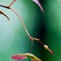 Japanese Maple (seed)