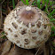 Shaggy parasol mushroom