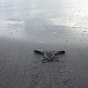 Tortuga baula