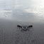 Tortuga baula