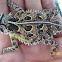 Texas Horned Lizard