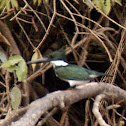 Amazon Kingfisher