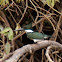 Amazon Kingfisher
