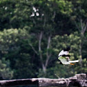 Pied Harrier