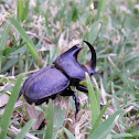Diloboderus abderus beetle