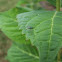 green fly