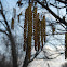 Speckled Alder (flowers)