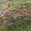Rododendro, azalea