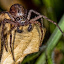 Crab Spider
