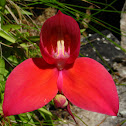 Red Disa