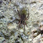 Wolf spider with babies